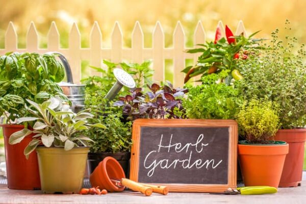 kitchen garden